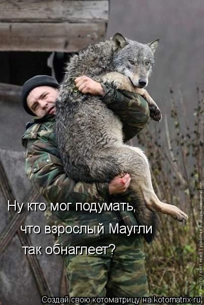 Котоматрица: Ну кто мог подумать, что взрослый Маугли так обнаглеет?