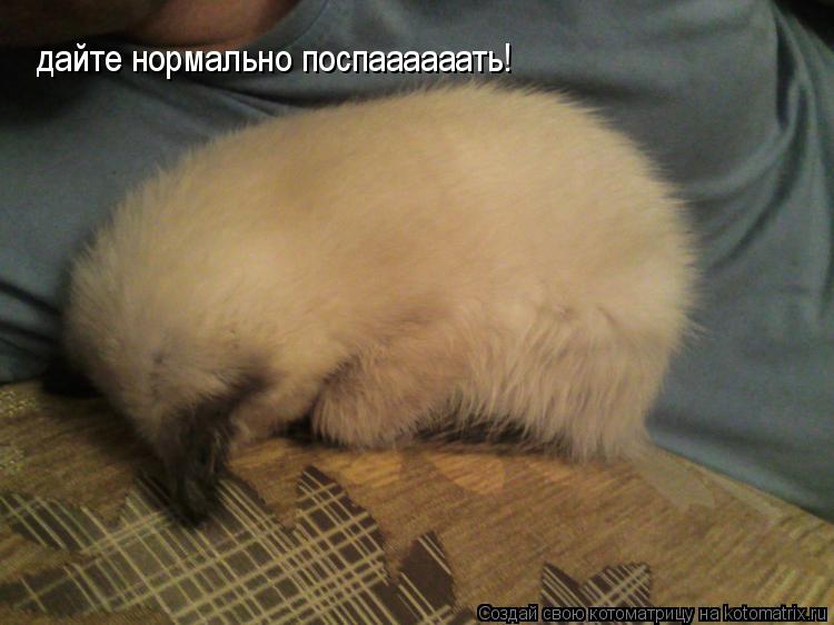 Котоматрица: дайте нормально поспаааааать!