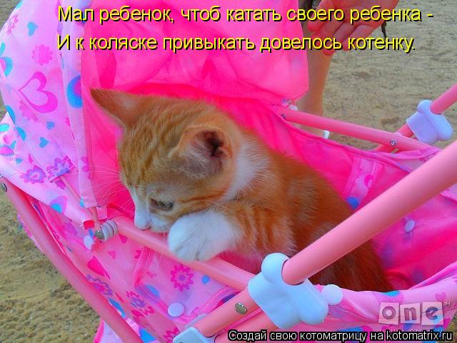 Котоматрица: Мал ребенок, чтоб катать своего ребенка -  И к коляске привыкать довелось котенку.