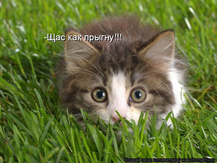 Котоматрица: -Щас как прыгну!!!