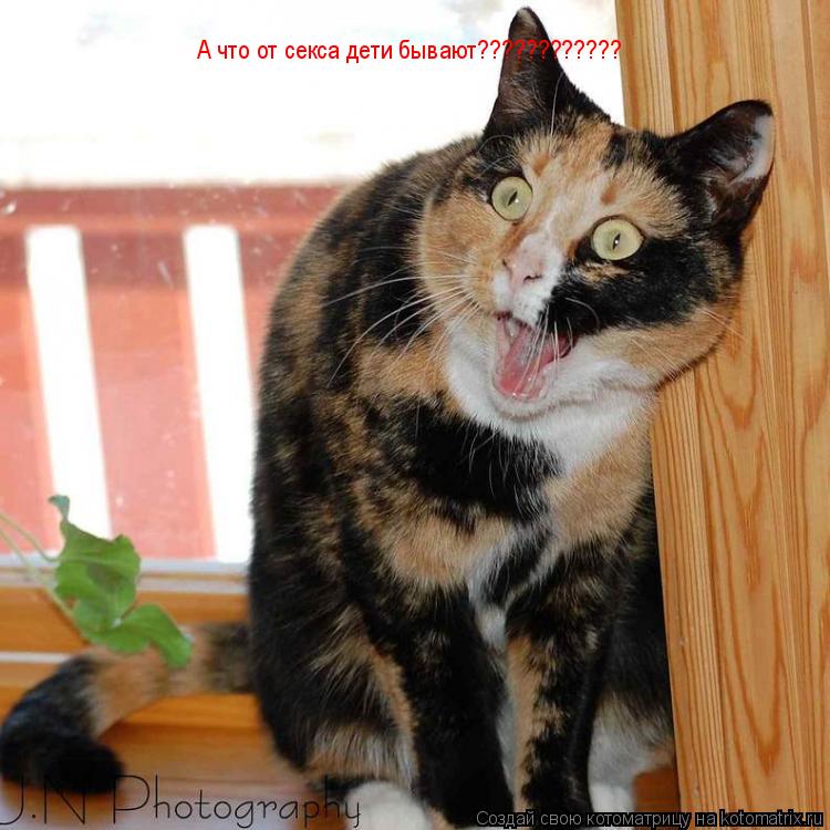 Котоматрица: А что от секса дети бывают????????????