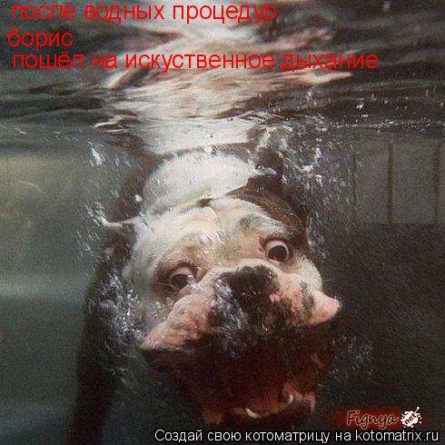 Котоматрица: после водных процедур борис пошёл на искуственное дыхание