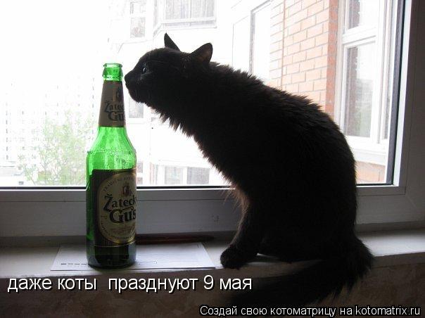 Котоматрица: даже коты  празднуют 9 мая