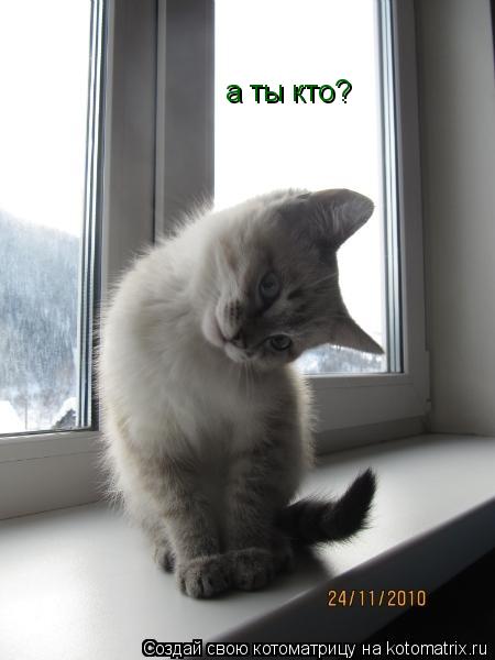 Котоматрица: а ты кто?