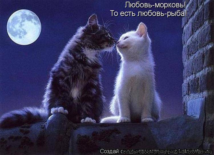 Котоматрица: Любовь-морковь! То есть любовь-рыба!