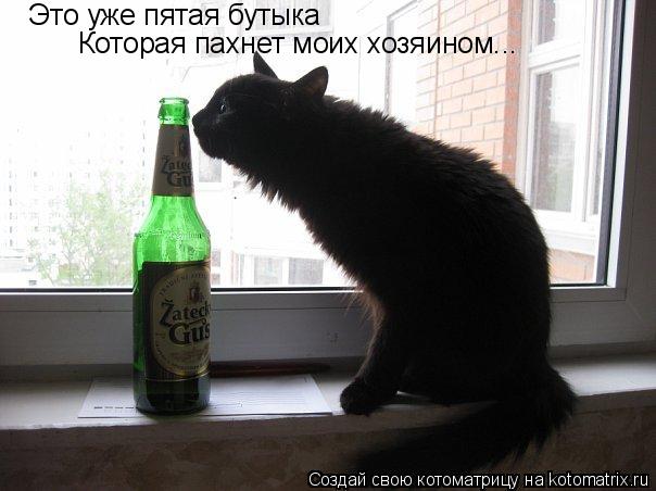 Котоматрица: Это уже пятая бутыка Которая пахнет моих хозяином...