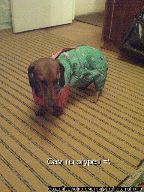 Котоматрица: Сам ты огурец =\