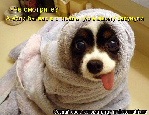Котоматрица: -Чё смотрите? А если бы вас в стиральную машину засунули