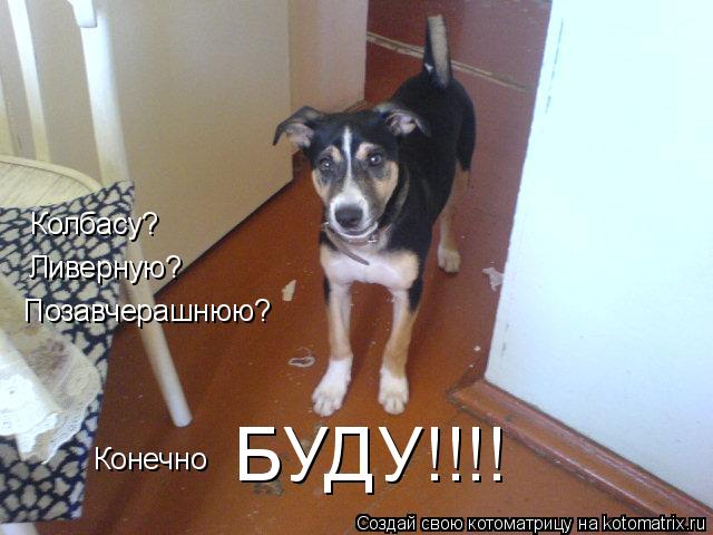 Котоматрица: Колбасу?  Ливерную?  Позавчерашнюю?  Конечно БУДУ!!!!
