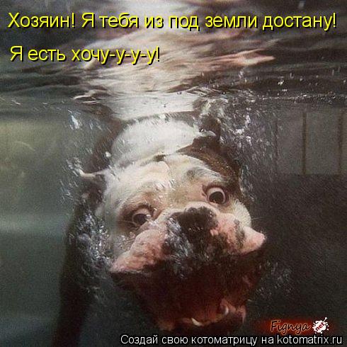 Котоматрица: Хозяин! Я тебя из под земли достану!  Я есть хочу-у-у-у!