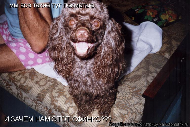 Котоматрица: мы все такие тут лохматые... И ЗАЧЕМ НАМ ЭТОТ СФИНКС???