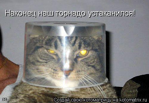 Котоматрица: Наконец наш торнадо устаканился!