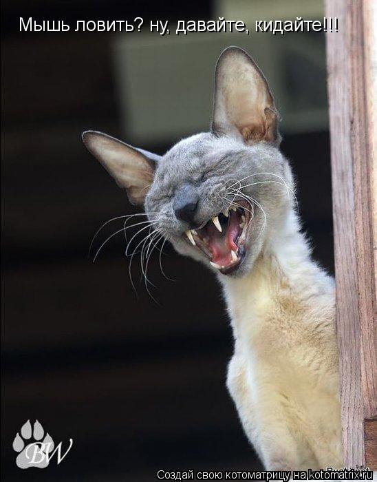 Котоматрица: Мышь ловить? ну, давайте, кидайте!!!