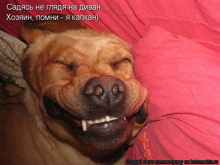 Котоматрица: Садясь не глядя на диван, Хозяин, помни - я капкан)