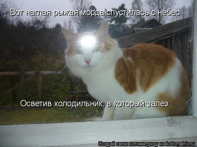Котоматрица: Вот наглая рыжая морда спустилась с небес Осветив холодильник, в который залез