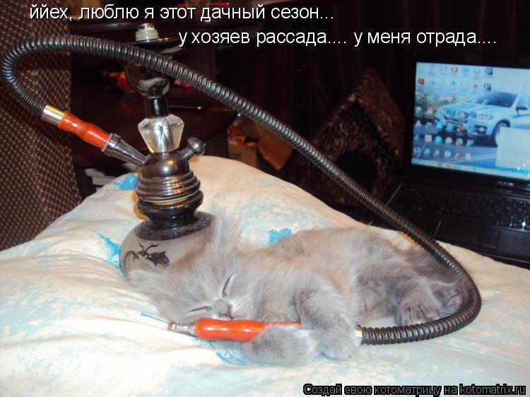 Котоматрица: ййех, люблю я этот дачный сезон... у хозяев рассада.... у меня отрада....