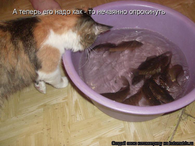 Котоматрица: А теперь его надо как - то нечаянно опрокинуть
