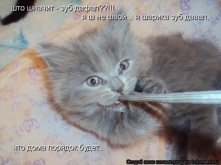 Котоматрица: што шначит - зуб дафал??!!! я ш не швой... я шарика зуб давал, что дома порядок будет...