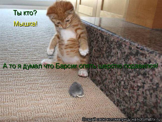 Котоматрица: Ты кто? Мышка!  А то я думал что Барсик опять шерстю подавился!