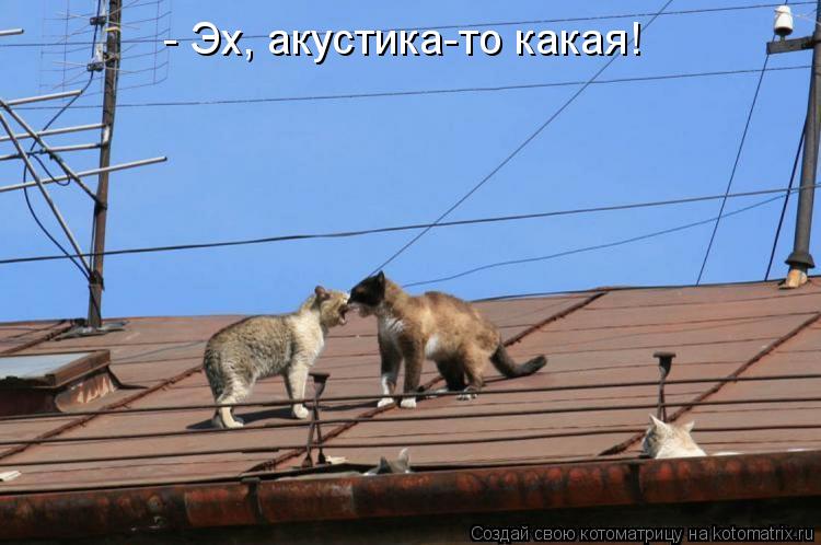 Котоматрица: - Эх, акустика-то какая!