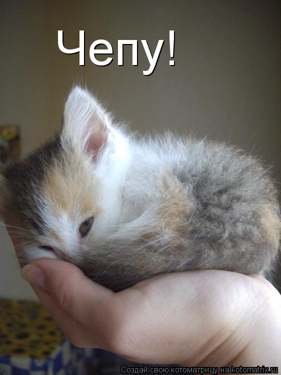 Котоматрица: Чепу!
