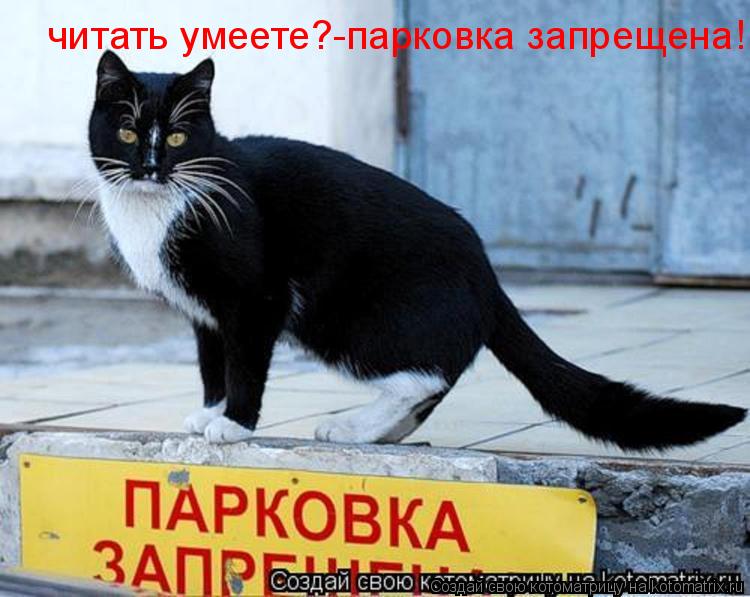 Котоматрица: читать умеете?-парковка запрещена!