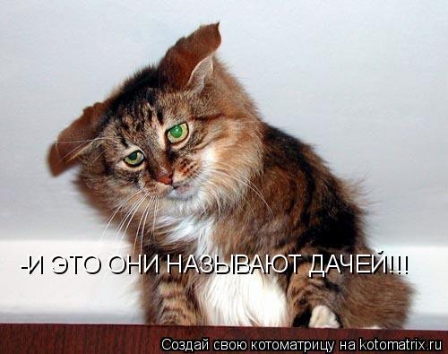 Котоматрица: -И ЭТО ОНИ НАЗЫВАЮТ ДАЧЕЙ!!!