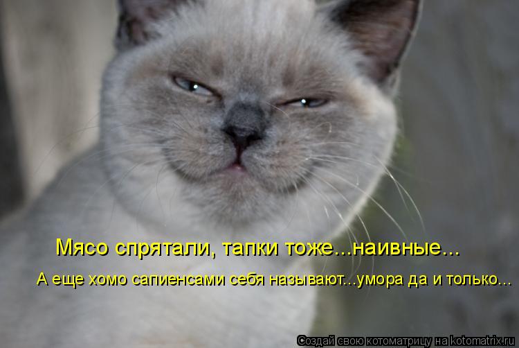 Котоматрица: Мясо спрятали, тапки тоже...наивные... А еще хомо сапиенсами себя называют...умора да и только...