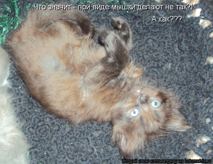 Котоматрица: Что значит - при виде мышки делают не так?! А как???