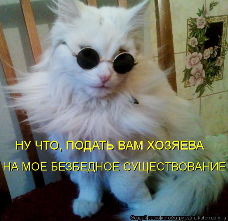 Котоматрица: НУ ЧТО, ПОДАТЬ ВАМ ХОЗЯЕВА НА МОЕ БЕЗБЕДНОЕ СУЩЕСТВОВАНИЕ