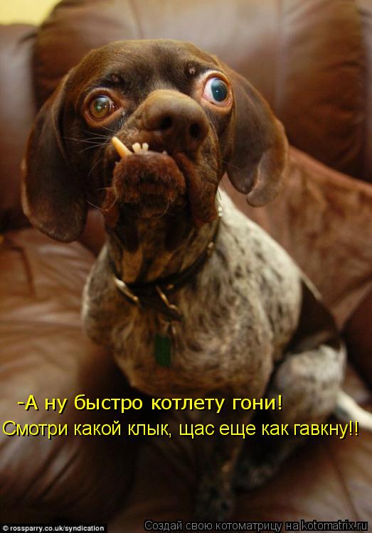 Котоматрица: -А ну быстро котлету гони!   Смотри какой клык, щас еще как гавкну!!