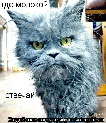 Котоматрица: где молоко? отвечай!