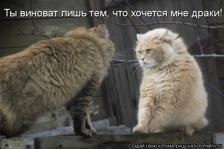 Котоматрица: Ты виноват лишь тем, что хочется мне драки!
