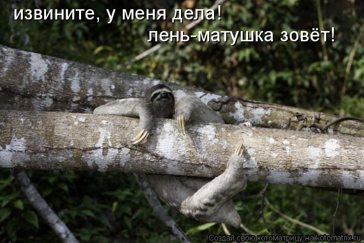 Котоматрица: извините, у меня дела! лень-матушка зовёт!