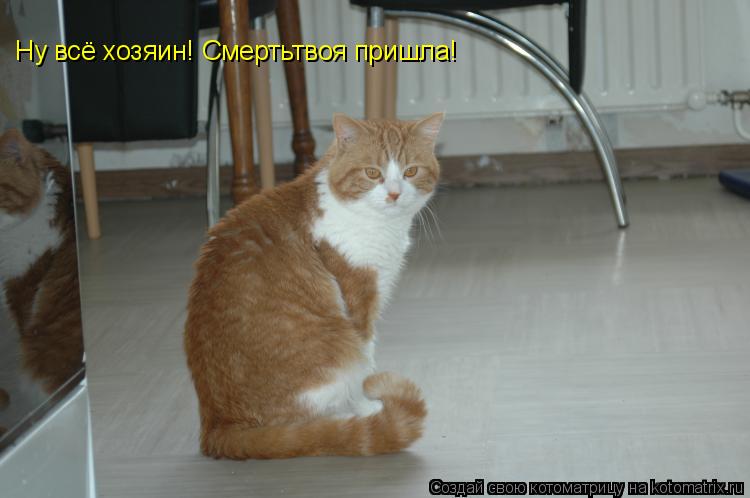Котоматрица: Ну всё хозяин! Смертьтвоя пришла!