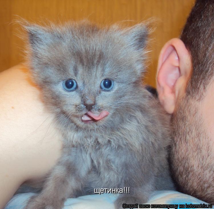Котоматрица: щетинка!!!