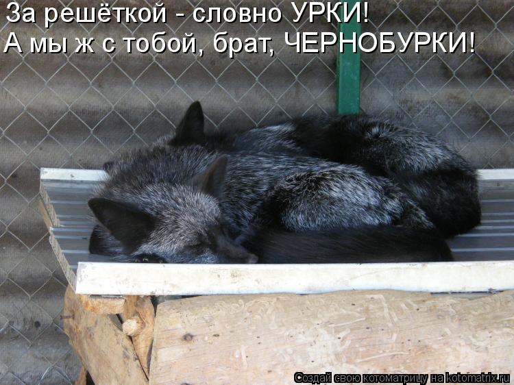 За решёткой - словно УРКИ! А мы ж с тобой, брат, ЧЕРНОБУРКИ!... Котоматрица: За решёткой - словно УРКИ! А мы ж с тобой, брат, ЧЕРНОБУРКИ!