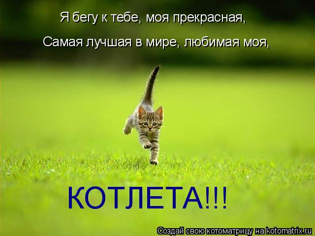 Котоматрица: Я бегу к тебе, моя прекрасная, Самая лучшая в мире, любимая моя, КОТЛЕТА!!!
