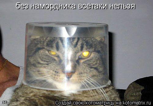 без намордника всётаки нельзя... Котоматрица: без намордника всётаки нельзя