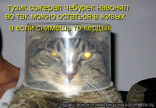 Котоматрица: тузик сожерал чебурек навонял во так можно остаться в живых   а если снимешь то кердык