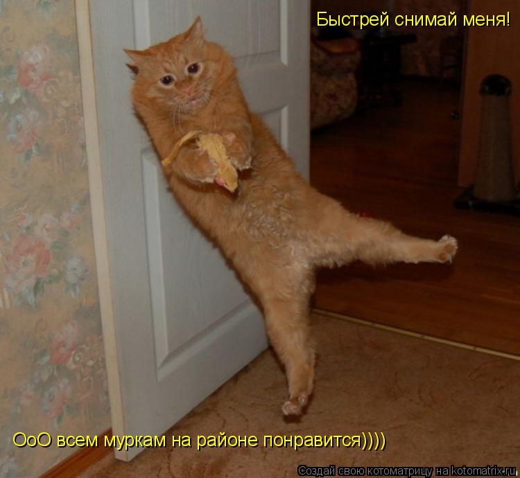 Котоматрица: Быстрей снимай меня!  ОоО всем муркам на районе понравится))))