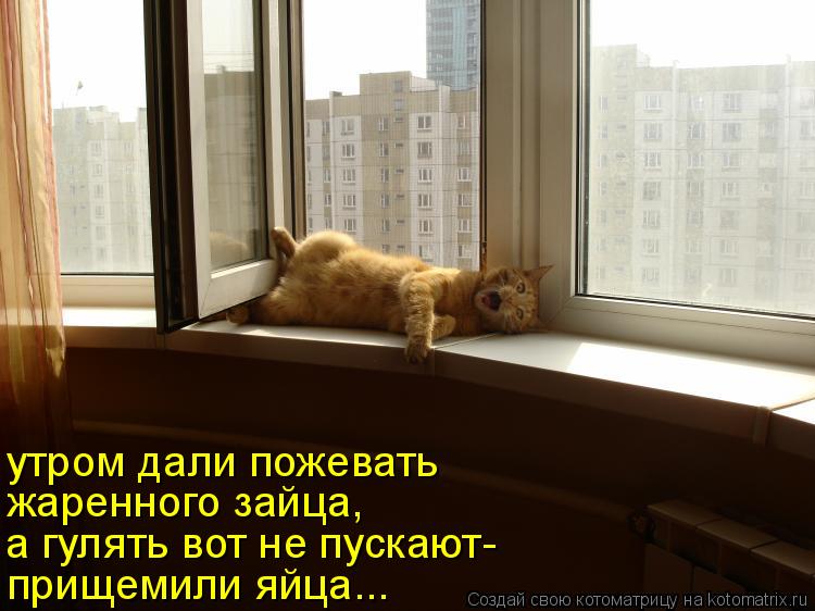 Котоматрица: прищемили яйца... а гулять вот не пускают- жаренного зайца, утром дали пожевать