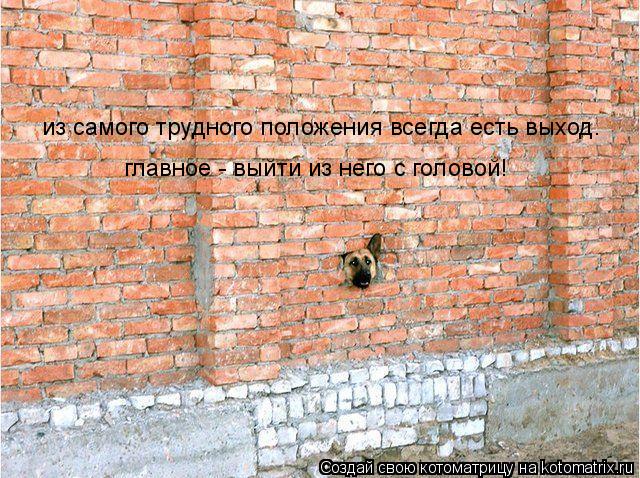Котоматрица: из самого трудного положения всегда есть выход. главное - выйти из него с головой!