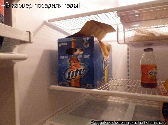 Котоматрица: --В карцер посадили,гады!
