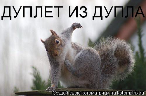 Котоматрица: ДУПЛЕТ ИЗ ДУПЛА