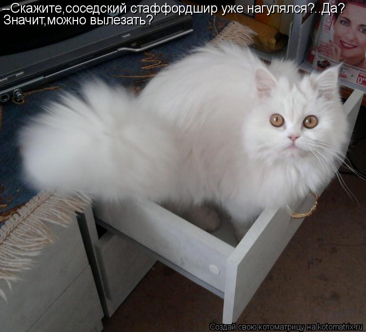 Котоматрица: --Скажите,соседский стаффордшир уже нагулялся?..Да? Значит,можно вылезать?