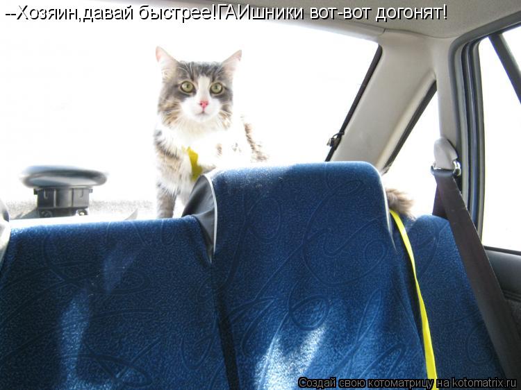 Котоматрица: --Хозяин,давай быстрее!ГАИшники вот-вот догонят!