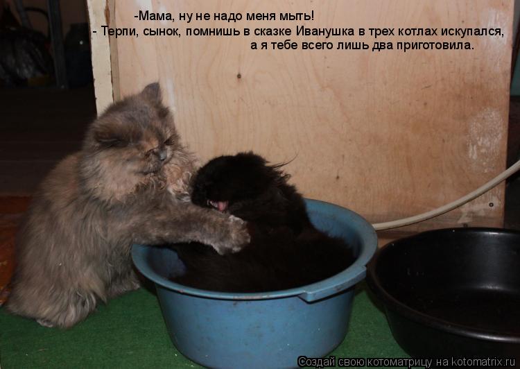 Котоматрица: -Мама, ну не надо меня мыть! - Терпи, сынок, помнишь в сказке Иванушка в трех котлах искупался,  а я тебе всего лишь два приготовила.