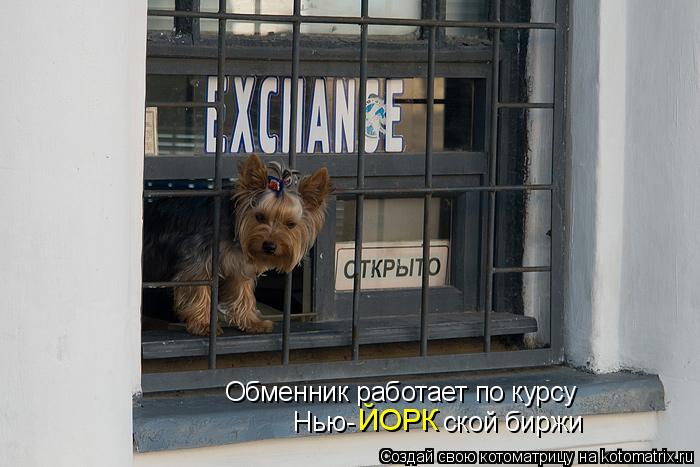 Котоматрица: Обменник работает по курсу  Нью-            ской биржи ЙОРК