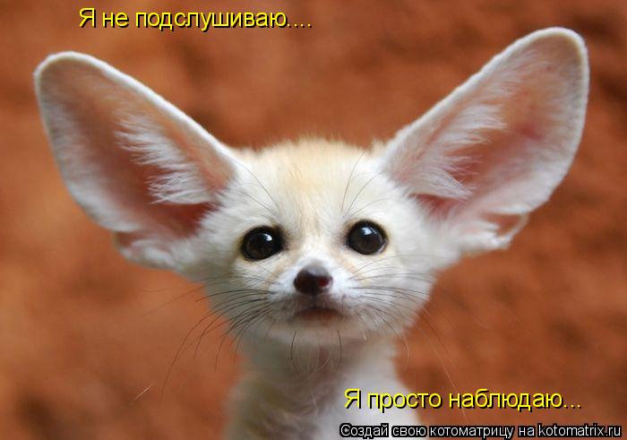 Котоматрица: Я не подслушиваю.... Я просто наблюдаю...